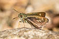 Light Straw Ace Pithauria stramineipennis stramineipennis