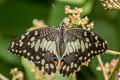 Lime Butterfly Papilio demoleus malayanus
