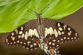 Lime Swallowtail Papilio demoleus malayanus