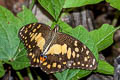 Lime Swallowtail Papilio demoleus malayanus