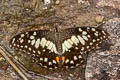 Lime Butterfly Papilio demoleus malayanus