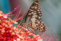 Lime Swallowtail Papilio demoleus malayanus