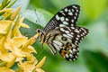 Lime Butterfly Papilio demoleus malayanus