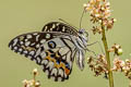 swallowtail
