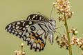 Lime Butterfly Papilio demoleus malayanus