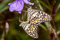 Lime Swallowtail Papilio demoleus malayanus