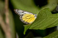 Lion Jezebel Delias singhapura singhapura (Singapore Jezebel)