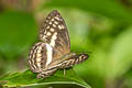 Little Banded Yeoman Algia fasciata flavobrunnea