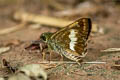 Long-banded Ace Halpe zola (Zola Banded Ace)