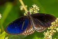 Long-branded Blue Crow Euploea algea limborgii