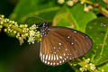 Long-branded Blue Crow Euploea algea limborgii