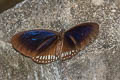 Long-branded Blue Crow Euploea algea limborgii