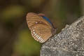 Long-branded Blue Crow Euploea algea menetriesii