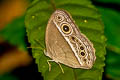 Long-branded Bushbrown Mycalesis visala phamis