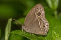 Long-branded Bushbrown Mycalesis visala phamis