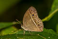 Long-branded Bushbrown Mycalesis visala visala