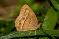 Long-branded Bushbrown Mycalesis visala visala