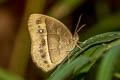 Long-branded Bushbrown Mycalesis visala visala