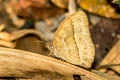 Long-branded Bushbrown Mycalesis visala visala