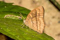 Long-branded Bushbrown Mycalesis visala visala