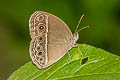 Long-branded Bushbrown Mycalesis visala phamis