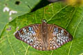 Long-lined Viscount Tanaecia palguna consanguinea