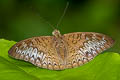 Long-lined Viscount Tanaecia palguna consanguinea