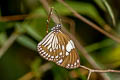 Magpie Crow Euploea radamanthus radamanthus