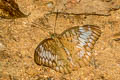 Malay Viscount Tanaecia pelea pelea