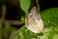 Malay Viscount Tanaecia pelea pelea