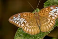 Malay Viscount Tanaecia pelea pelea