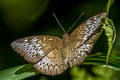 Malay Viscount Tanaecia pelea pelea