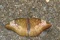 Malay Baron Euthalia monina kesava (Powdered Baron)