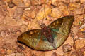 Malay Baron Euthalia monina kesava (Powdered Baron)