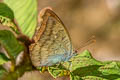 Malay Baron Euthalia monina kesava (Powdered Baron)