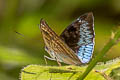 Malay Baron Euthalia monina monina (Powdered Baron)