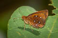 Malay Chestnut Bob Iambrix stellifer 