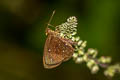 Malay Chestnut Bob Iambrix stellifer 