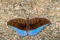 Malay Count Cynitia godartii asoka