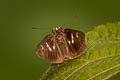 Malay Forest Bob Scobura phiditia