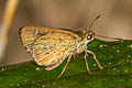 Malay Forest Bob Scobura phiditia
