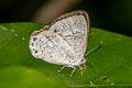 Malay Gem Poritia philota philota