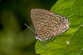 Malay Gem Poritia philota philota