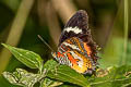 Malay Lacewing Cethosia hypsea hypsina