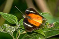 Malay Lacewing Cethosia hypsea hypsina