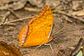 Malay Rajah Charaxes distanti distanti (Silver-edged Rajah)