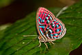 Malay Red Harlequin Paralaxita damajanti damajanti