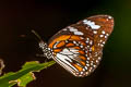 Malay Tiger Danaus affinis malayanus (Swamp Tiger, Mangrove Tiger)