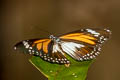 Malay Tiger Danaus affinis malayana (Swamp Tiger, Mangrove Tiger)
