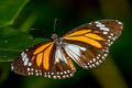 Malay Tiger Danaus affinis malayana (Swamp Tiger, Mangrove Tiger)